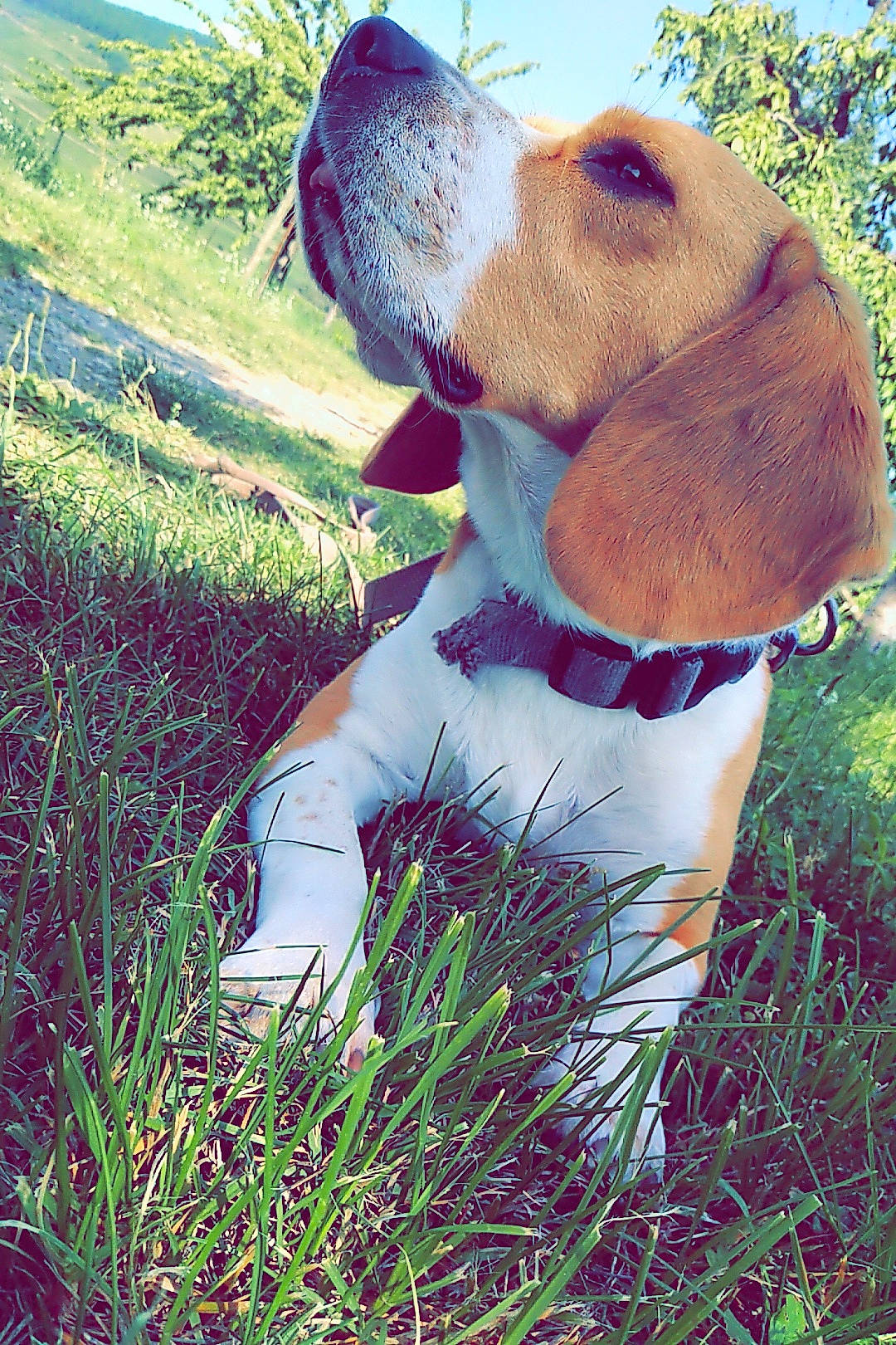 Lemon a rejoint le concours — aidez-le/la à gagner de superbes lots ! beagle, braque_saint_germain, canidae, carnivore, companion_dog, dog, dog_breed, estonian_hound, grass, grass_family, green, harrier, hound, hunting_dog, meadow, plant, sporting_group, summer, wildflower