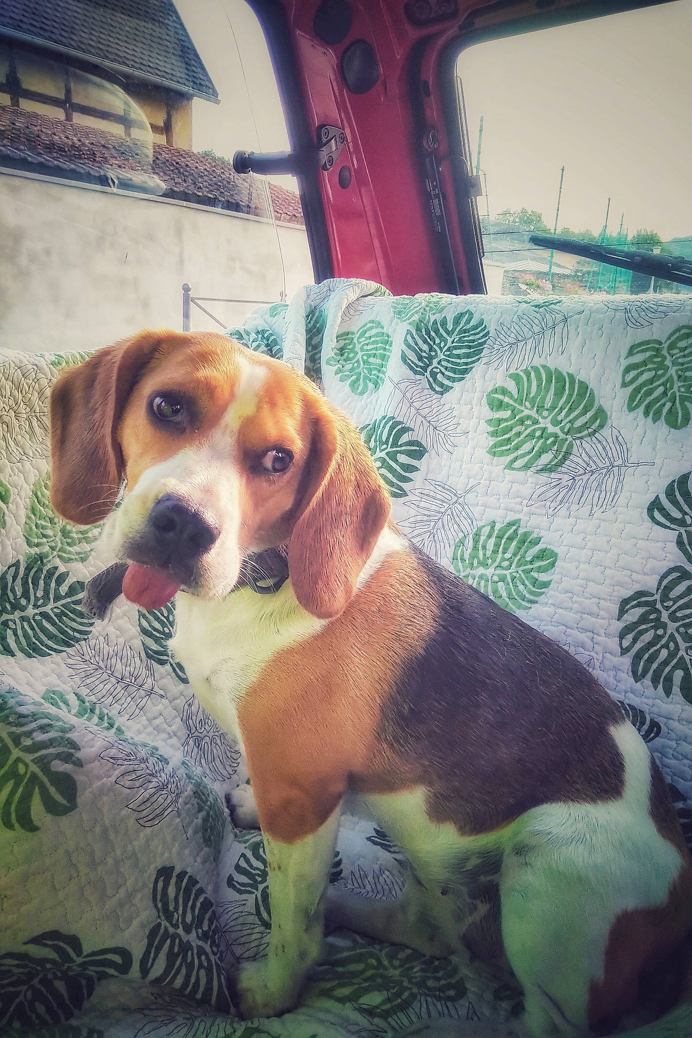 Lemon participe au concours pour gagner de l'argent avec cette photo : american_foxhound, artois_hound, beagle, beagle_harrier, beaglier, canidae, carnivore, dog, dog_breed, english_foxhound, estonian_hound, finnish_hound, harrier, hound, mammal, pocket_beagle, rare_breed_dog, snout, treeing_walker_coonhound, vertebrate