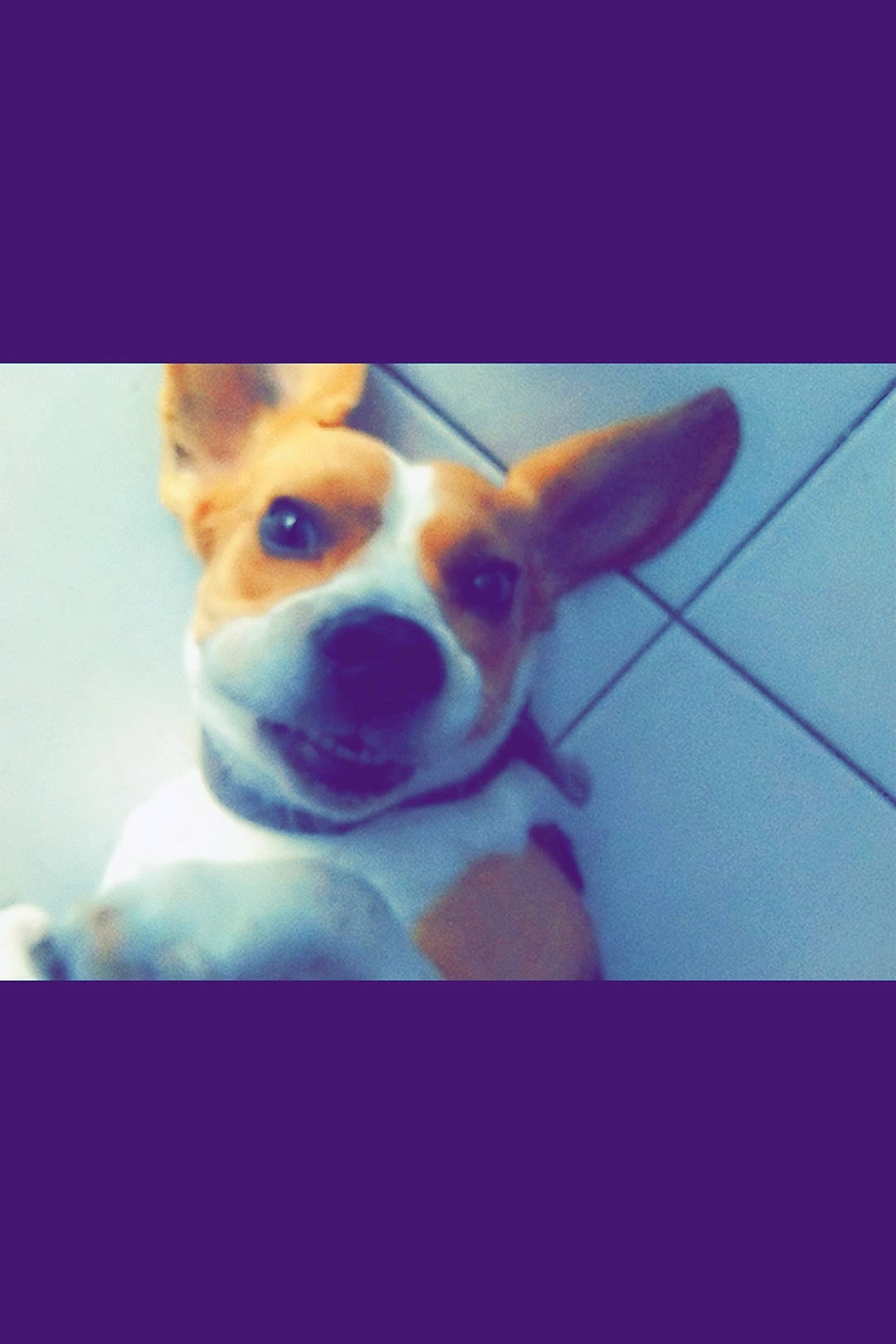 Lemon a rejoint le concours — aidez-le/la à gagner de superbes lots ! boston_terrier, canidae, cardigan_welsh_corgi, carnivore, companion_dog, dog, dog_breed, ear, fawn, french_bulldog, mammal, non_sporting_group, nose, pembroke_welsh_corgi, photo_caption, puppy, sky, snout, welsh_corgi