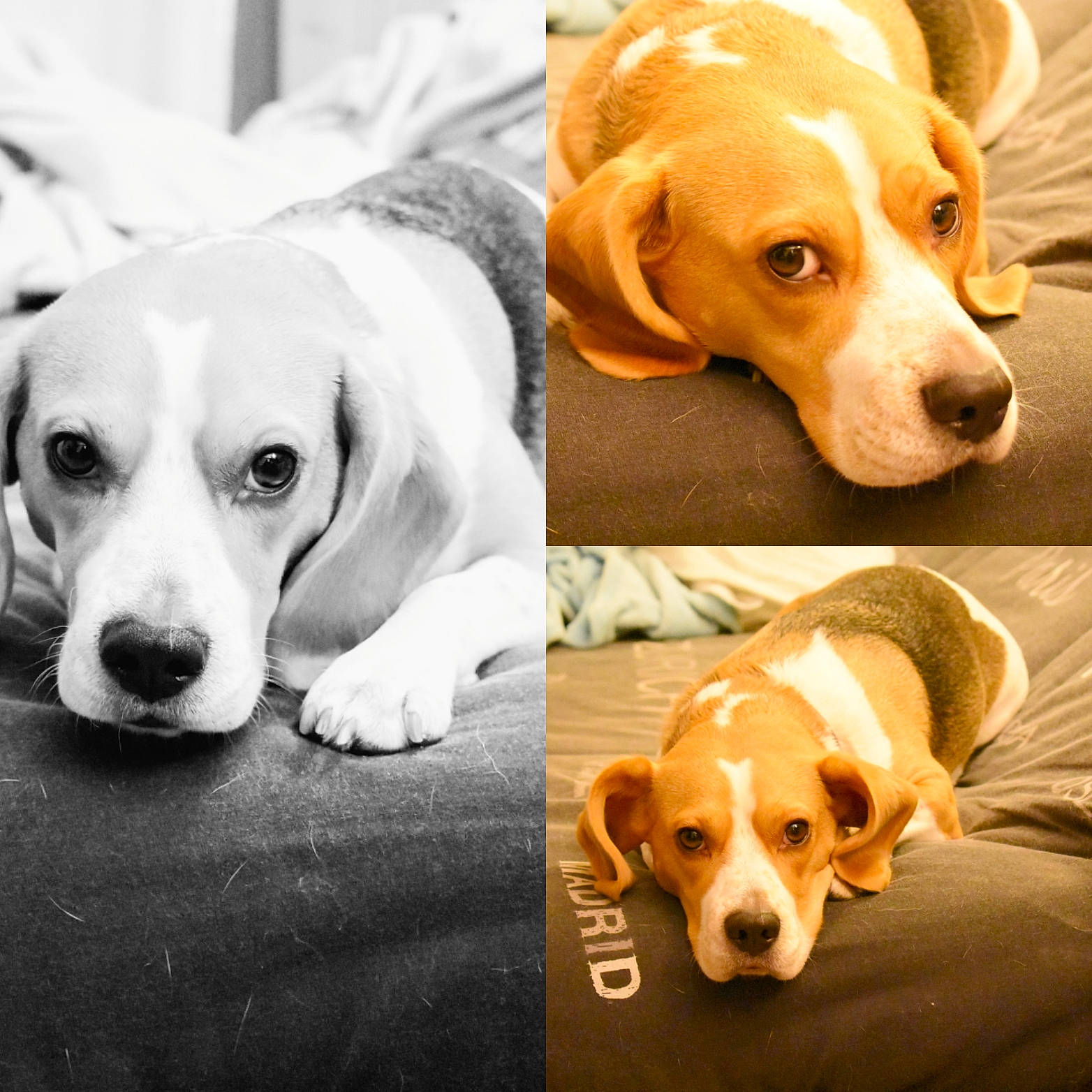 Lemon participe au concours pour gagner de l'argent avec cette photo : american_foxhound, beagador, beagle, canidae, carnivore, companion_dog, dog, dog_breed, drever, harrier, hound, mammal, nose, pocket_beagle, puppy, puppy_love, rare_breed_dog, snout, sporting_group, vertebrate