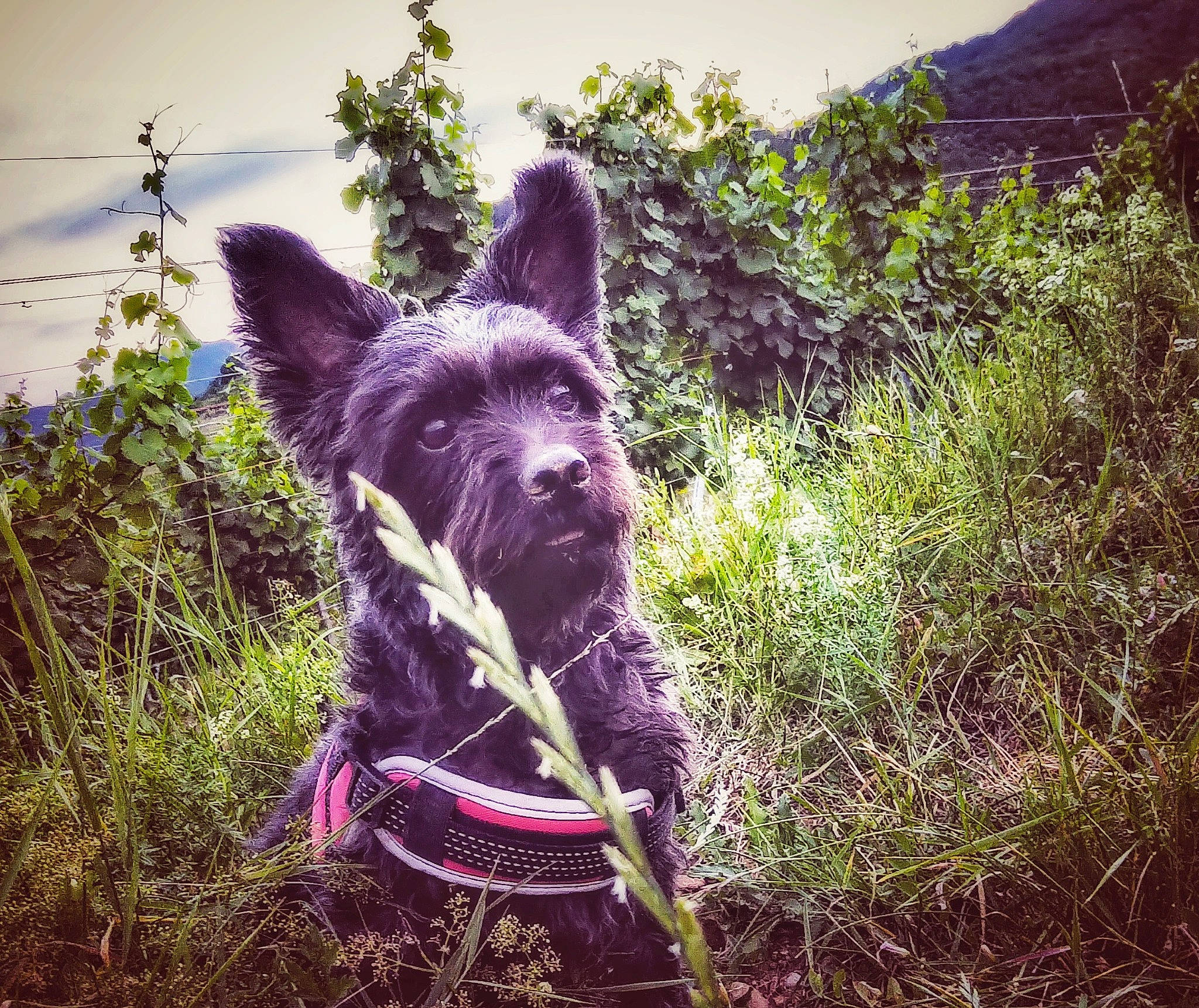 Nalla participe au concours pour gagner de l'argent avec cette photo : adventure, canidae, carnivore, dog, dog_breed, dutch_shepherd_dog, ear, forest, grass, guard_dog, hunting_dog, plant, sky, sporting_group, summer, sunlight, walking, wilderness, working_dog