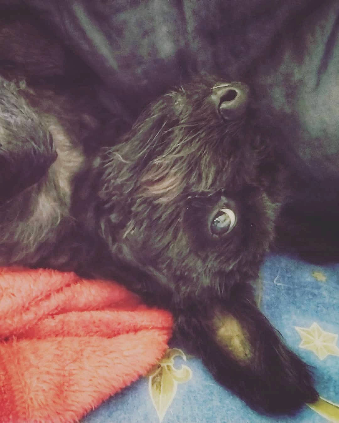 Nalla a rejoint le concours — aidez-le/la à gagner de superbes lots ! canidae, carnivore, cat, fur, puppy, tail