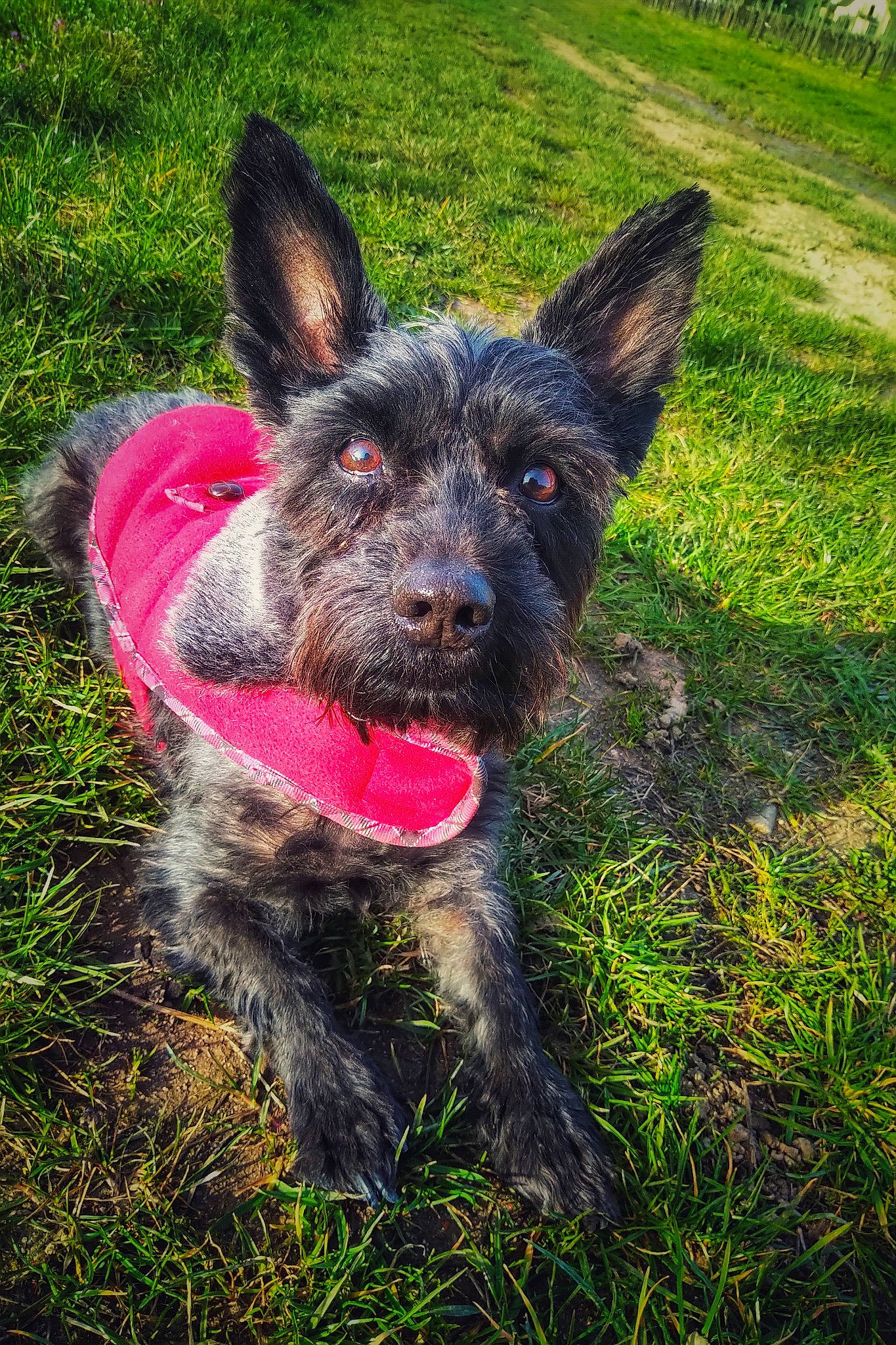 Nalla a rejoint le concours — aidez-le/la à gagner de superbes lots ! berger_picard, bouvier_des_ardennes, canidae, carnivore, dog, dog_breed, grass, mammal, plant, rare_breed_dog, snout, sporting_group, vertebrate, working_dog