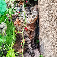 Doudou participe au concours pour gagner de l'argent avec cette photo : animal, cat, close_up, eyes, feline, fur, greenery, ground, leaf, nature, outdoor, pet, plant, shrub, stone, tabby_cat, texture, vine, wall, whiskers