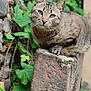Doudou participe au concours pour gagner de l'argent avec cette photo : animal, calm, cat, closeup, curious, ears, feline, green_leaves, ivy, mammal, nature, outdoor, paw, perched, plant, portrait, stone_pillar, tabby_cat, wall, whiskers