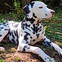 Aïko a rejoint le concours — aidez-le/la à gagner de superbes lots ! dalmatian, dog, animal, pet, outdoor, grass, nature, sunlight, garden, lying_down, white_coat, black_spots, canine, mammal, relaxed, side_view, daylight, fur, quiet, calm