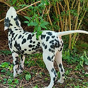 Aïko a rejoint le concours — aidez-le/la à gagner de superbes lots ! dalmatian, dog, animal, outdoor, greenery, leaves, nature, spotted, pet, canine, forest, trees, plants, fur, tail, sniffing, standing, background_blur, daylight, ground
