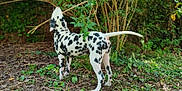 Aïko a rejoint le concours — aidez-le/la à gagner de superbes lots ! animal, background_blur, canine, dalmatian, daylight, dog, forest, fur, greenery, ground, leaves, nature, outdoor, pet, plants, sniffing, spotted, standing, tail, trees