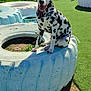 Aïko participe au concours pour gagner de l'argent avec cette photo : animal, black_and_white, canine, dalmatian, daylight, dog, fence, grass, happy, nature, outdoor, pet, play, playground, puppy, sitting, spots, sunny, tire, tongue_out