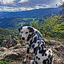 dalmatian, dog, animal, pet, harness, rocks, mountains, landscape, nature, outdoor, scenery, clouds, sky, greenery, trees, forest, adventure, travel, wildlife, summer