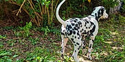 Aïko participe au concours pour gagner de l'argent avec cette photo : dog, dalmatian, animal, pet, outdoor, greenery, grass, tree, nature, canine, spotted, fur, standing, sunlight, park, leaves, garden, daytime, mammal, alert