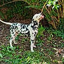 Aïko participe au concours pour gagner de l'argent avec cette photo : dalmatian, dog, animal, outdoor, greenery, stick, leafy, playful, pet, nature, sunlight, spots, fur, grass, bush, canine, standing, mouth_open, daylight, backyard
