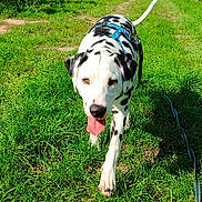Aïko a rejoint le concours — aidez-le/la à gagner de superbes lots ! animal, blue_sky, canine, clouds, dalmatian, daytime, dog, field, grass, greenery, harness, leash, nature, outdoor, path, pet, summer, sunny, vineyard, walking