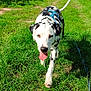 animal, blue_sky, canine, clouds, dalmatian, daytime, dog, field, grass, greenery, harness, leash, nature, outdoor, path, pet, summer, sunny, vineyard, walking