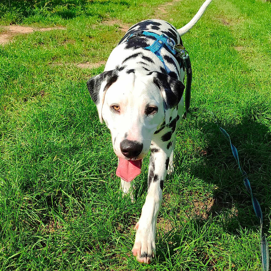 Aïko a rejoint le concours — aidez-le/la à gagner de superbes lots ! animal, blue_sky, canine, clouds, dalmatian, daytime, dog, field, grass, greenery, harness, leash, nature, outdoor, path, pet, summer, sunny, vineyard, walking