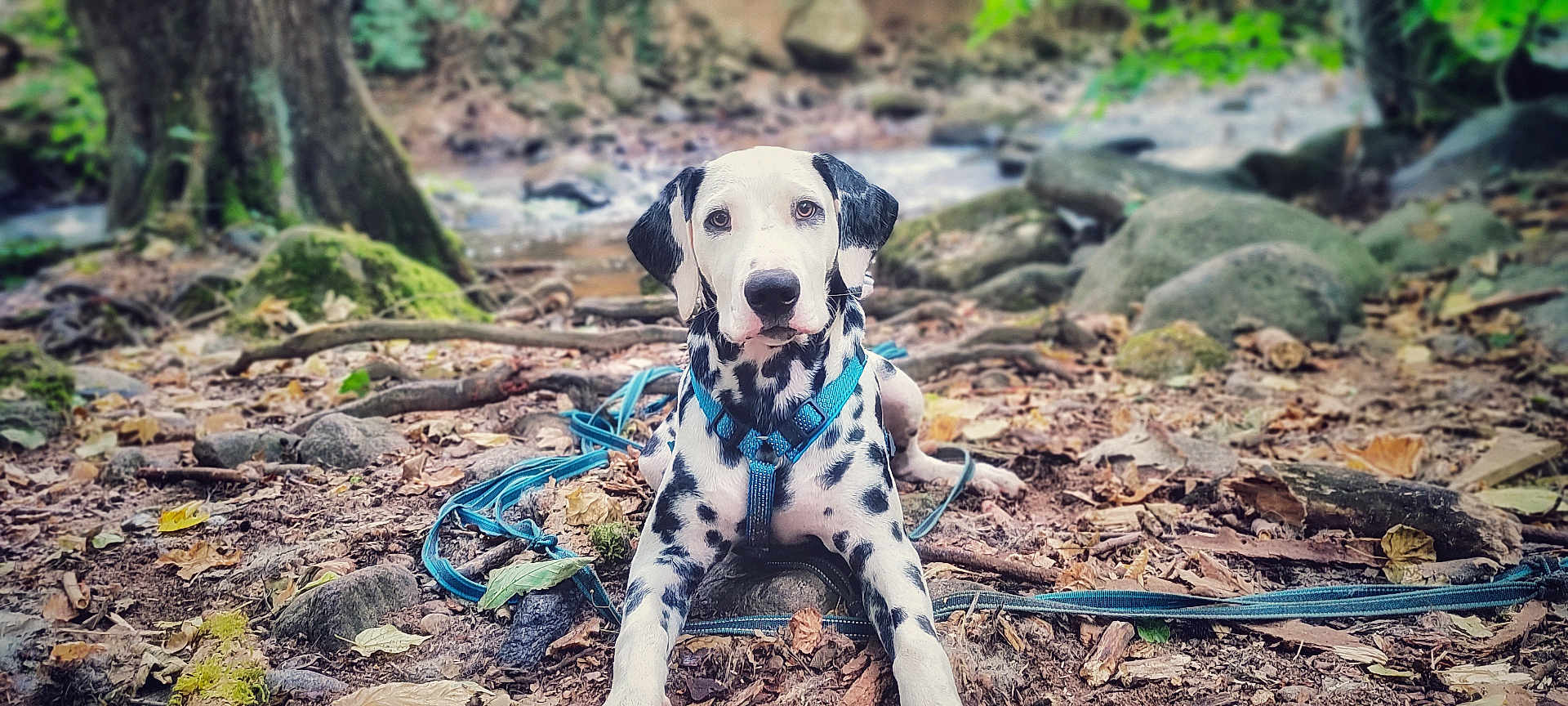 Aïko a rejoint le concours — aidez-le/la à gagner de superbes lots ! dalmatian, dog, puppy, animal, forest, leaves, nature, outdoor, tree, rocks, ground, harness, blue, pet, canine, lying_down, spotted, cute, young, attention