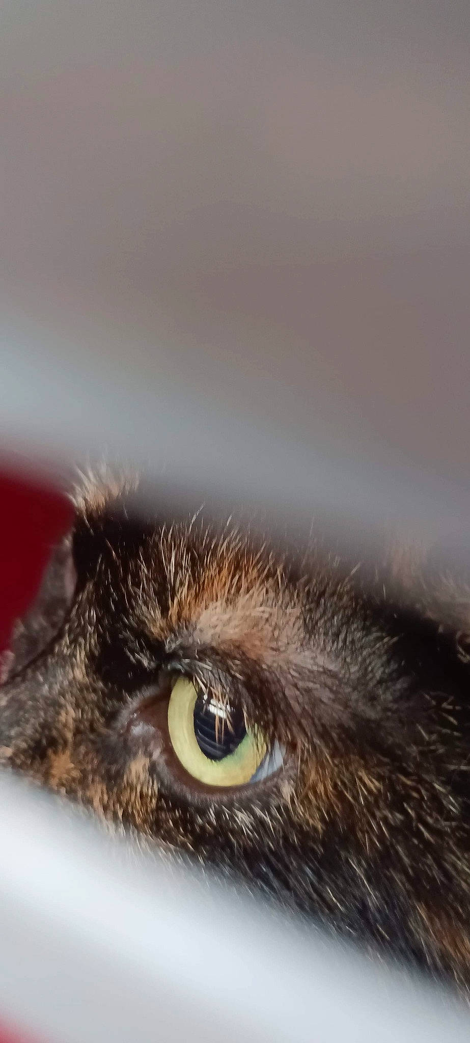 Croc-mou a rejoint le concours — aidez-le/la à gagner de superbes lots ! carnivore, cat, ear, eyelash, felidae, fur, macro_photography, small_to_medium_sized_cats, snout, whiskers, wildlife