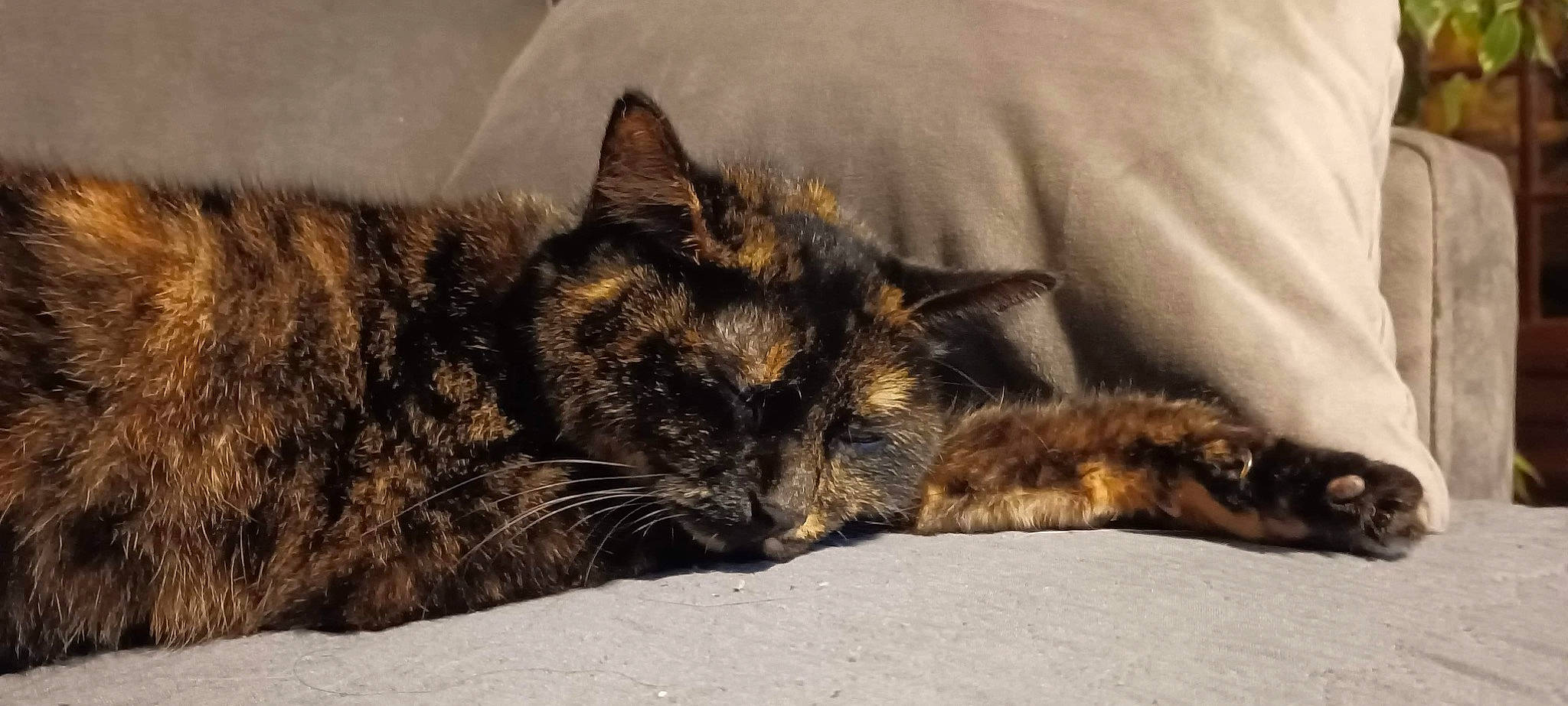 Croc-mou participe au concours pour gagner de l'argent avec cette photo : bed, black_cat, carnivore, cat, claw, comfort, domestic_short_haired_cat, felidae, fur, nap, paw, sleep, small_to_medium_sized_cats, snout, tail, terrestrial_animal, whiskers, wildlife