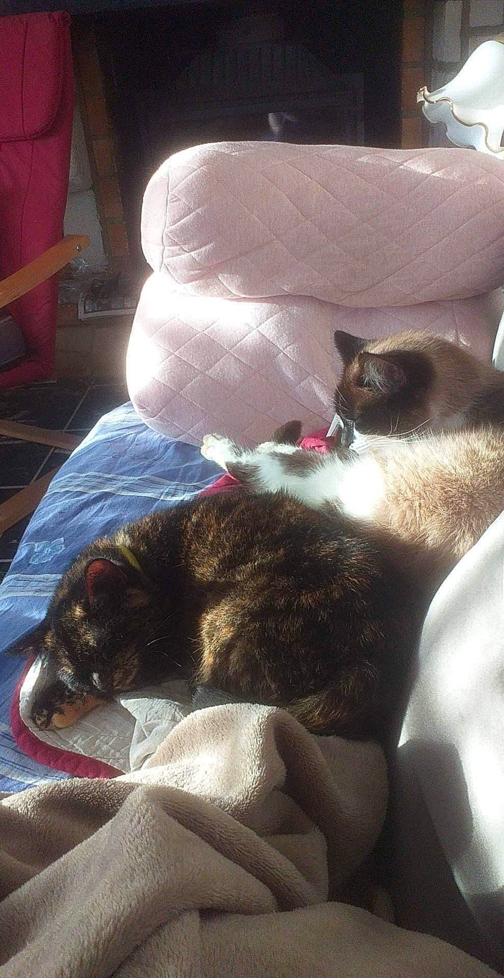 Croc-mou a rejoint le concours — aidez-le/la à gagner de superbes lots ! carnivore, cat, chair, claw, comfort, companion_dog, domestic_short_haired_cat, felidae, foot, fur, human_leg, lap, linens, nap, paw, room, siamese, small_to_medium_sized_cats, tail, whiskers