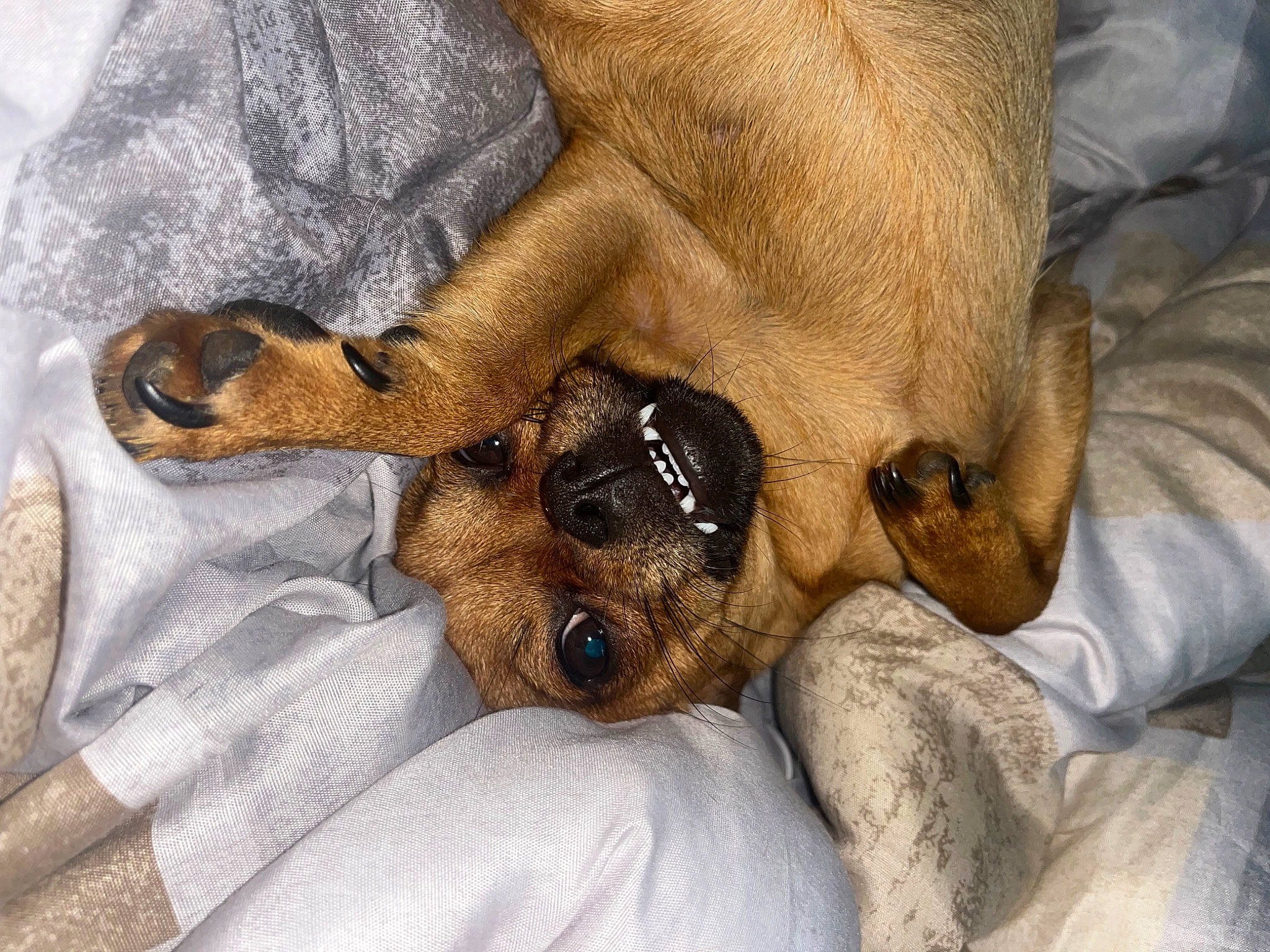 Uness participe au concours pour gagner de l'argent avec cette photo : canidae, carnivore, claw, comfort, companion_dog, corgi_chihuahua, dog, dog_breed, fawn, fur, paw, snout, sporting_group, terrestrial_animal, toy_dog, working_animal