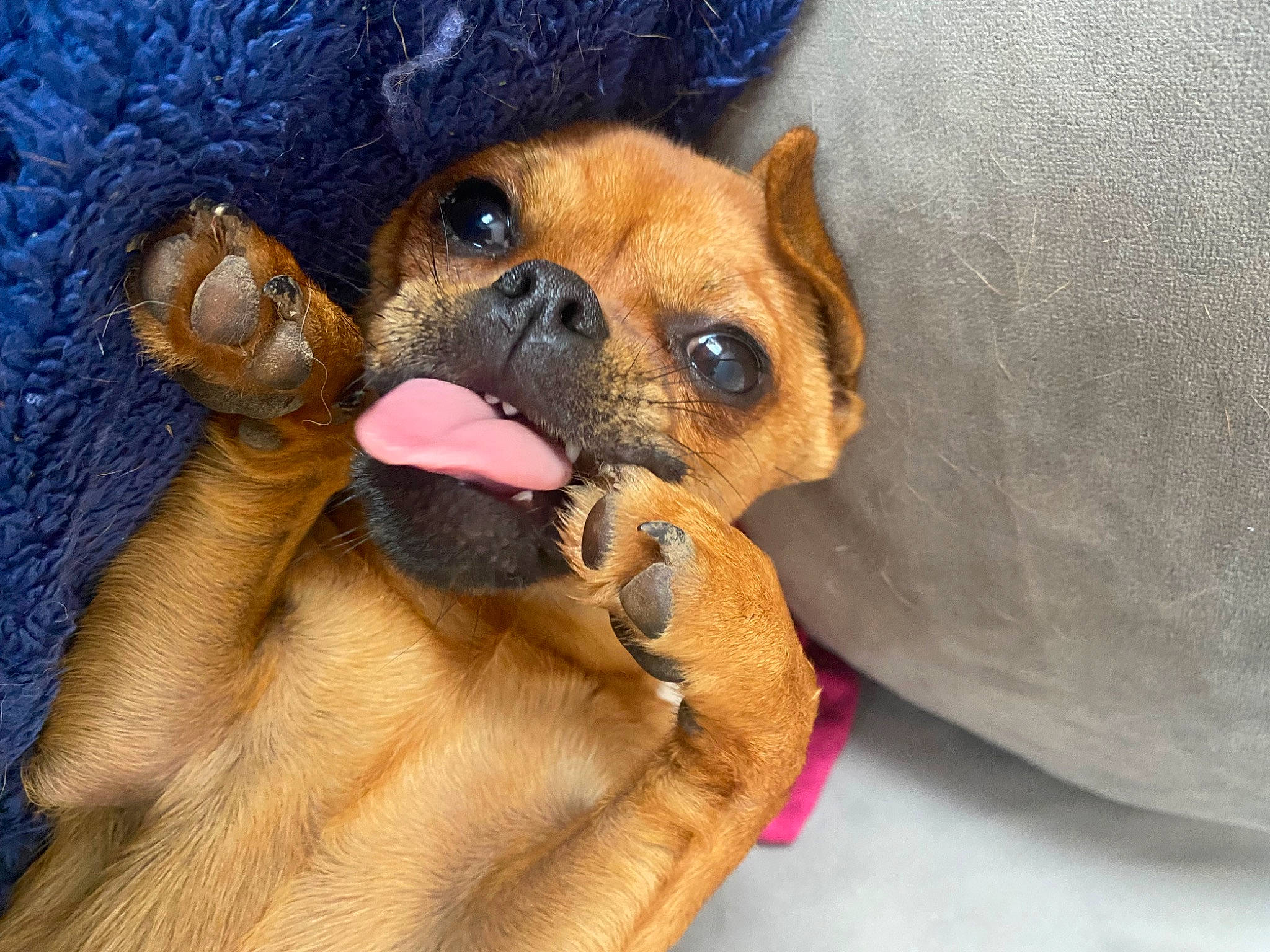 Uness a rejoint le concours — aidez-le/la à gagner de superbes lots ! canidae, carnivore, chihuahua, comfort, companion_dog, dog, dog_breed, dog_supply, ear, electric_blue, fawn, fur, guard_dog, paw, puppy_love, snout, sporting_group, toy_dog, whiskers, working_animal