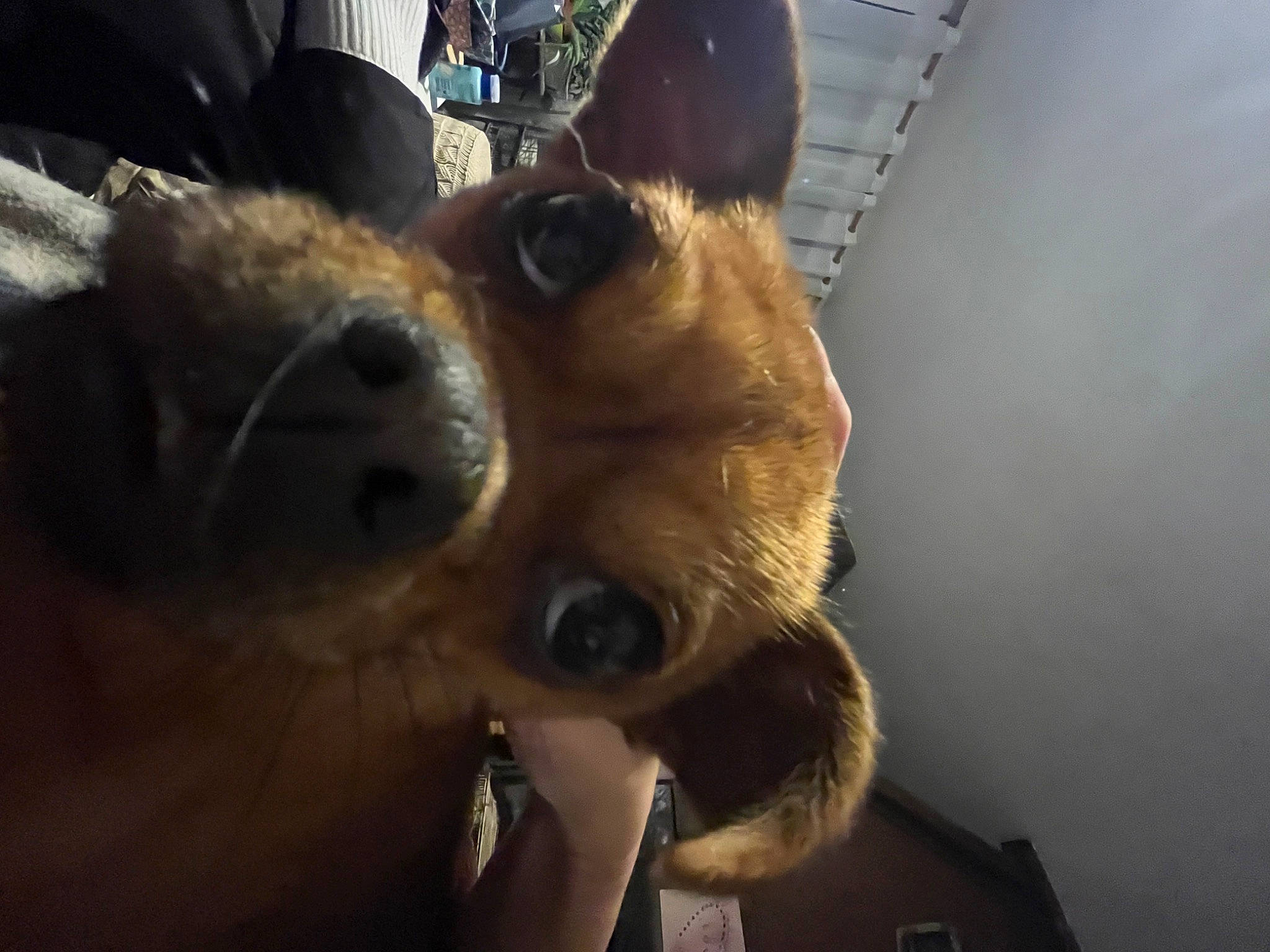 Uness participe au concours pour gagner de l'argent avec cette photo : ancient_dog_breeds, canidae, carnivore, companion_dog, dog, dog_breed, ear, eyewear, fawn, fur, non_sporting_group, selfie, snout, spitz, sporting_group, sunglasses, terrestrial_animal, toy_dog, whiskers, working_animal