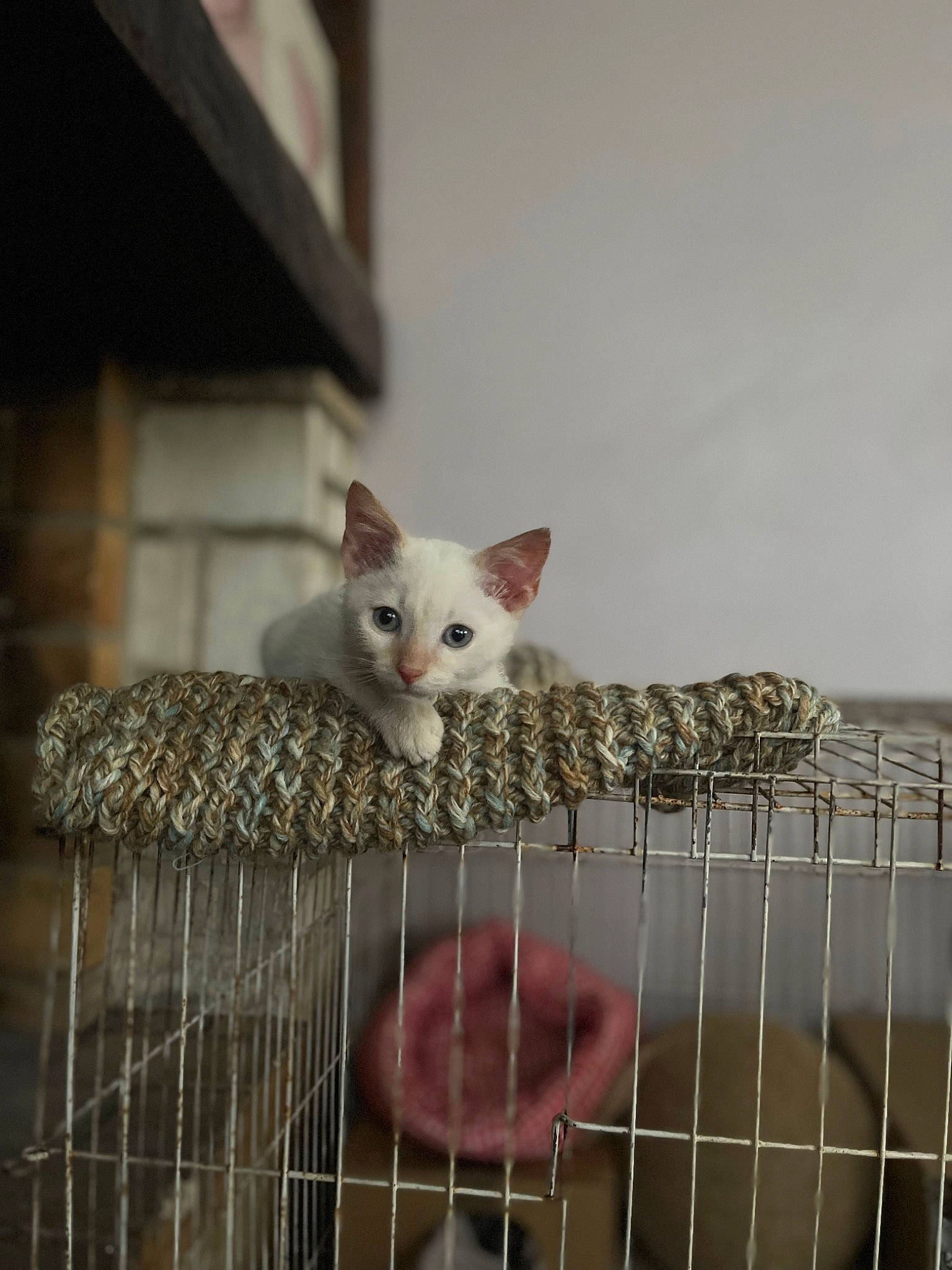 Ulysse a rejoint le concours — aidez-le/la à gagner de superbes lots ! animal_shelter, cage, carnivore, cat, domestic_short_haired_cat, fang, felidae, fence, fur, mesh, metal, musical_instrument, paw, pet_supply, small_to_medium_sized_cats, snout, tail, whiskers