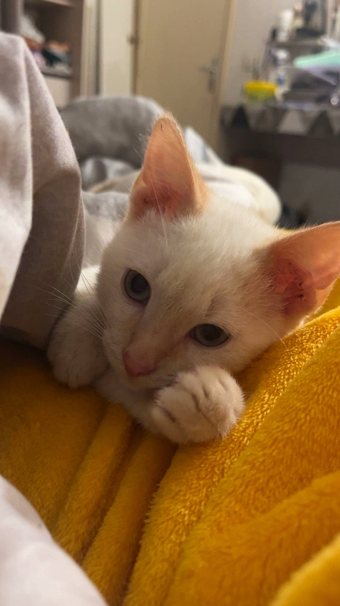 Ulysse a rejoint le concours — aidez-le/la à gagner de superbes lots ! carnivore, cat, claw, comfort, domestic_short_haired_cat, ear, fawn, felidae, fur, head, paw, small_to_medium_sized_cats, snout, whiskers