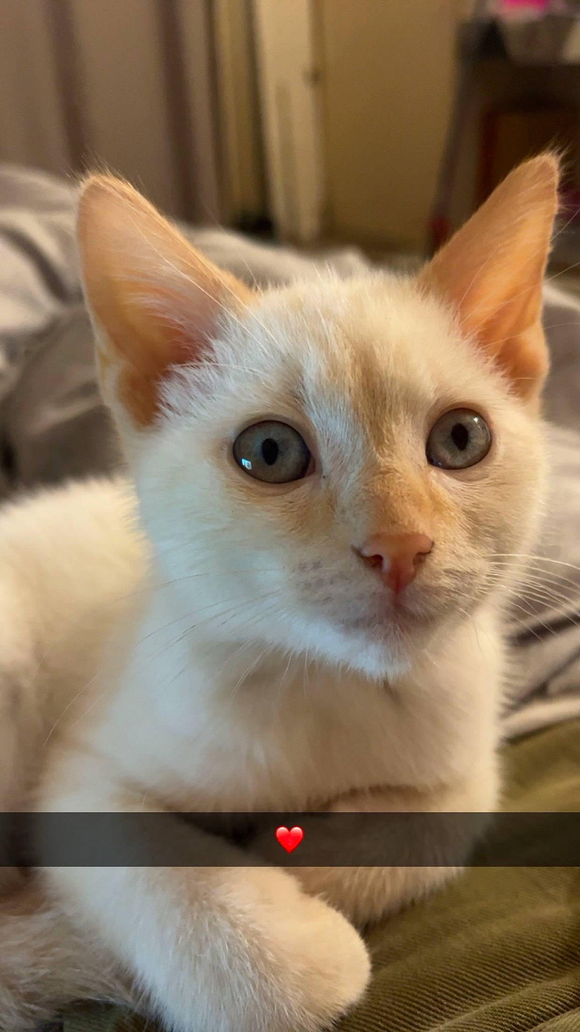 Ulysse participe au concours pour gagner de l'argent avec cette photo : carnivore, cat, claw, collar, domestic_short_haired_cat, ear, eye, fawn, felidae, fur, head, paw, pet_supply, small_to_medium_sized_cats, snout, tail, thai, whiskers, window