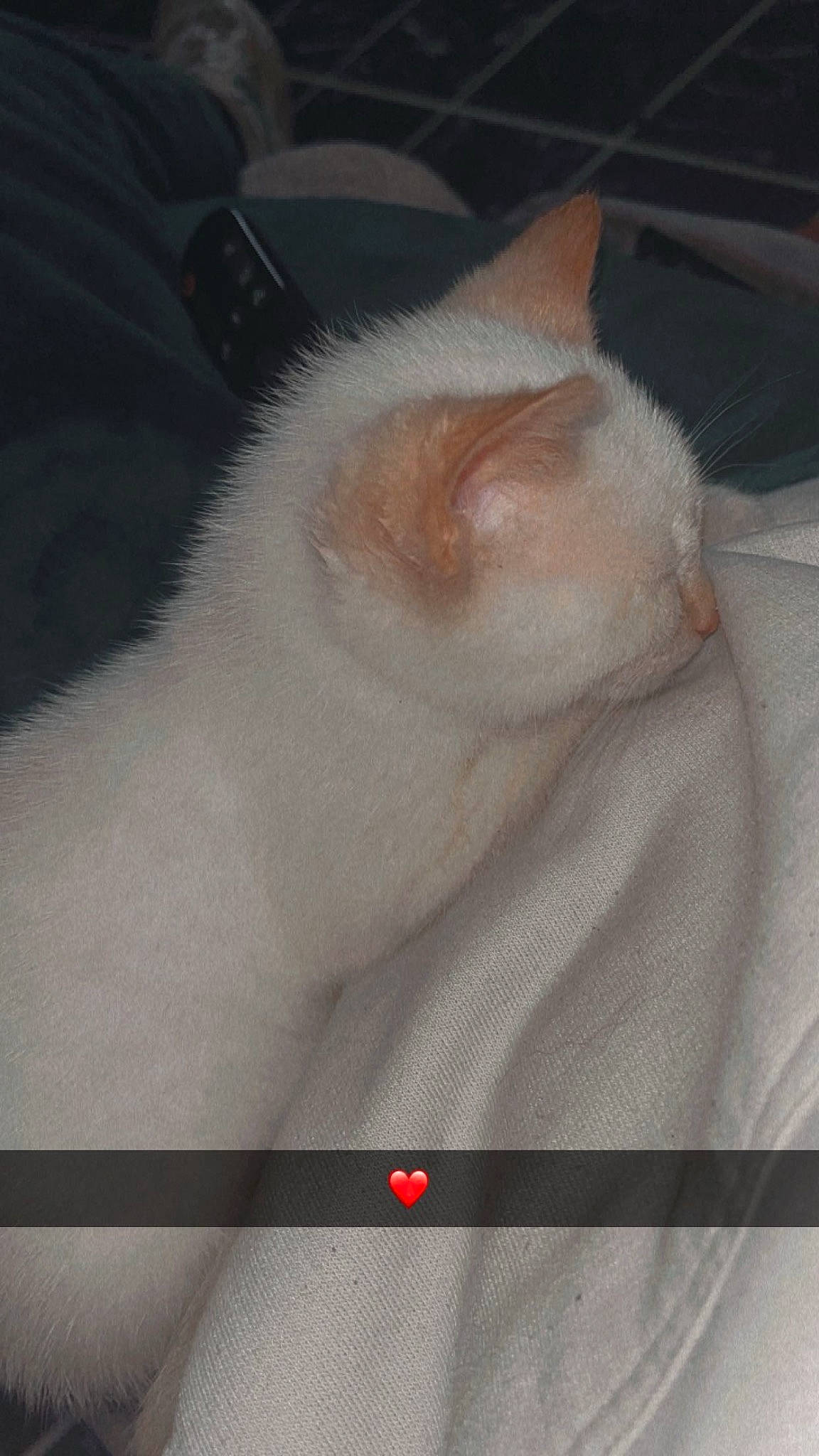 Ulysse a rejoint le concours — aidez-le/la à gagner de superbes lots ! carnivore, cat, claw, comfort, domestic_short_haired_cat, ear, fawn, felidae, flesh, fur, nap, paw, sleep, small_to_medium_sized_cats, snout, tail, whiskers