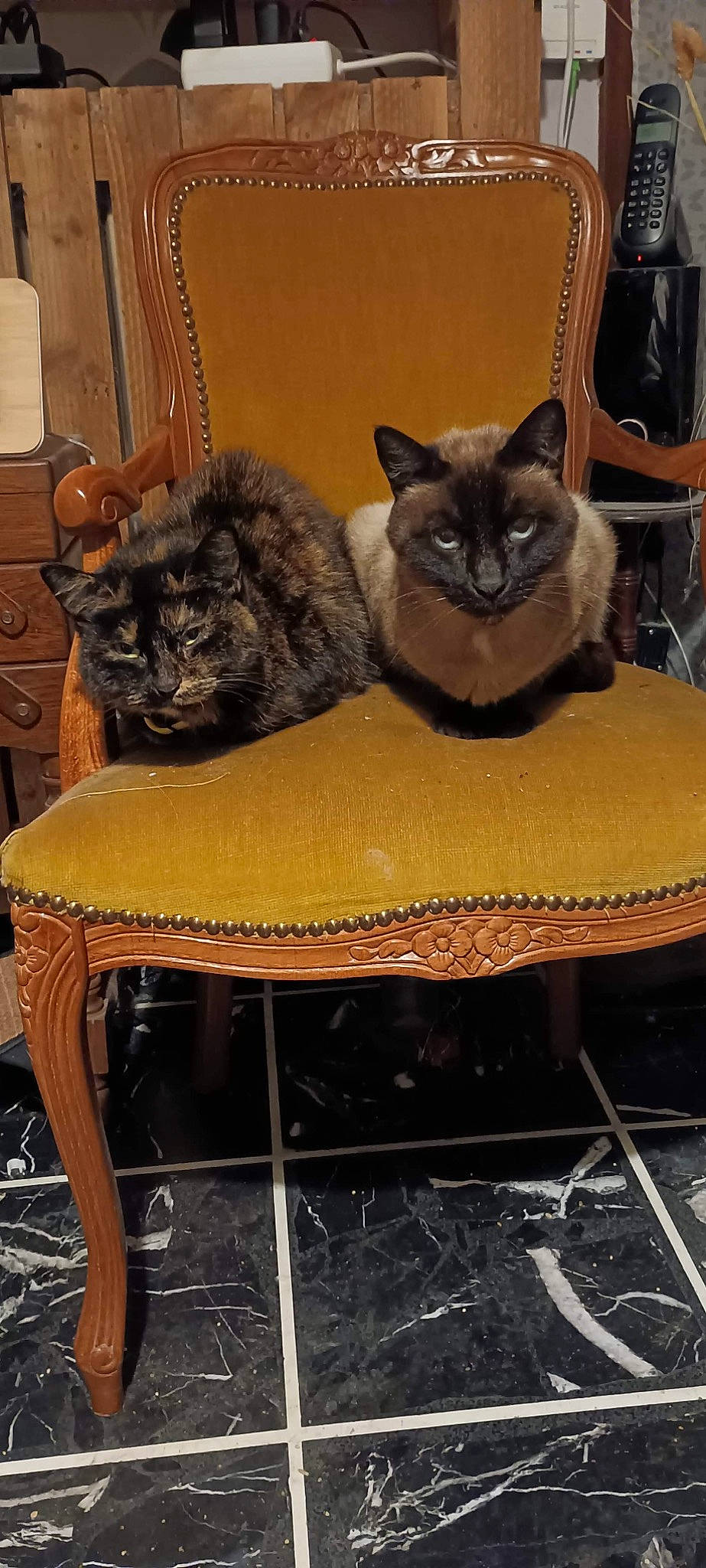 Fragel a rejoint le concours — aidez-le/la à gagner de superbes lots ! black_cat, carnivore, cat, cat_supply, chair, comfort, domestic_short_haired_cat, fawn, felidae, fur, furniture, grey, hardwood, plant, small_to_medium_sized_cats, table, tail, whiskers, window, wood