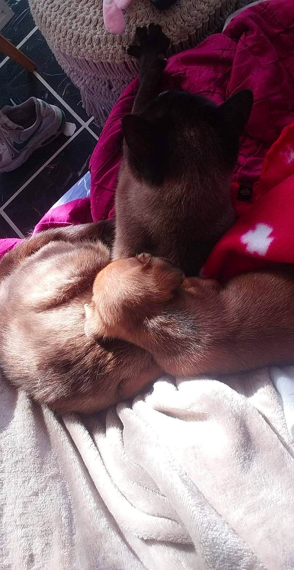 Fragel a rejoint le concours — aidez-le/la à gagner de superbes lots ! canidae, carnivore, comfort, companion_dog, dog, dog_breed, fawn, felidae, foot, fur, human_leg, linens, liver, magenta, small_to_medium_sized_cats, snout, sporting_group, tail, thigh, whiskers