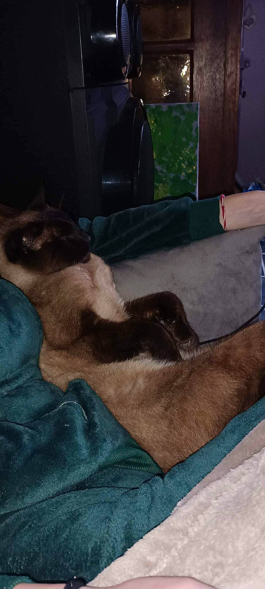 Fragel a rejoint le concours — aidez-le/la à gagner de superbes lots ! bed, canidae, carnivore, cloud, comfort, companion_dog, dog, dog_breed, fawn, felidae, fur, linens, liver, paw, small_to_medium_sized_cats, snout, sporting_group, tail, whiskers, wood