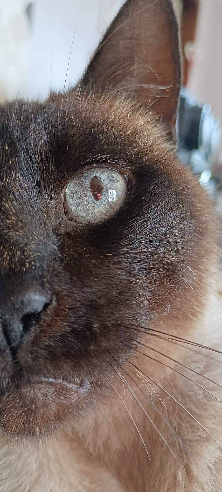 Fragel a rejoint le concours — aidez-le/la à gagner de superbes lots ! birman, carnivore, cat, domestic_short_haired_cat, felidae, fur, siamese, small_to_medium_sized_cats, snout, terrestrial_animal, whiskers, wildlife