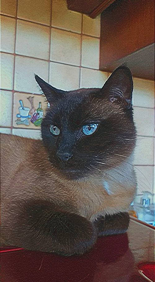 Fragel participe au concours pour gagner de l'argent avec cette photo : balinese, black_cat, carnivore, cat, cat_supply, domestic_short_haired_cat, fawn, felidae, fur, havana_brown, iris, pet_supply, siamese, small_to_medium_sized_cats, snout, terrestrial_animal, thai, whiskers