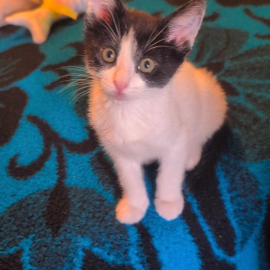 Tita joined the competition — help win amazing prizes! animal, black_and_white, blanket, blue, carpet, cat, cute, domestic, ears, feline, fish_toy, indoor, kitten, pattern, pet, sitting, small, toy, whiskers, young