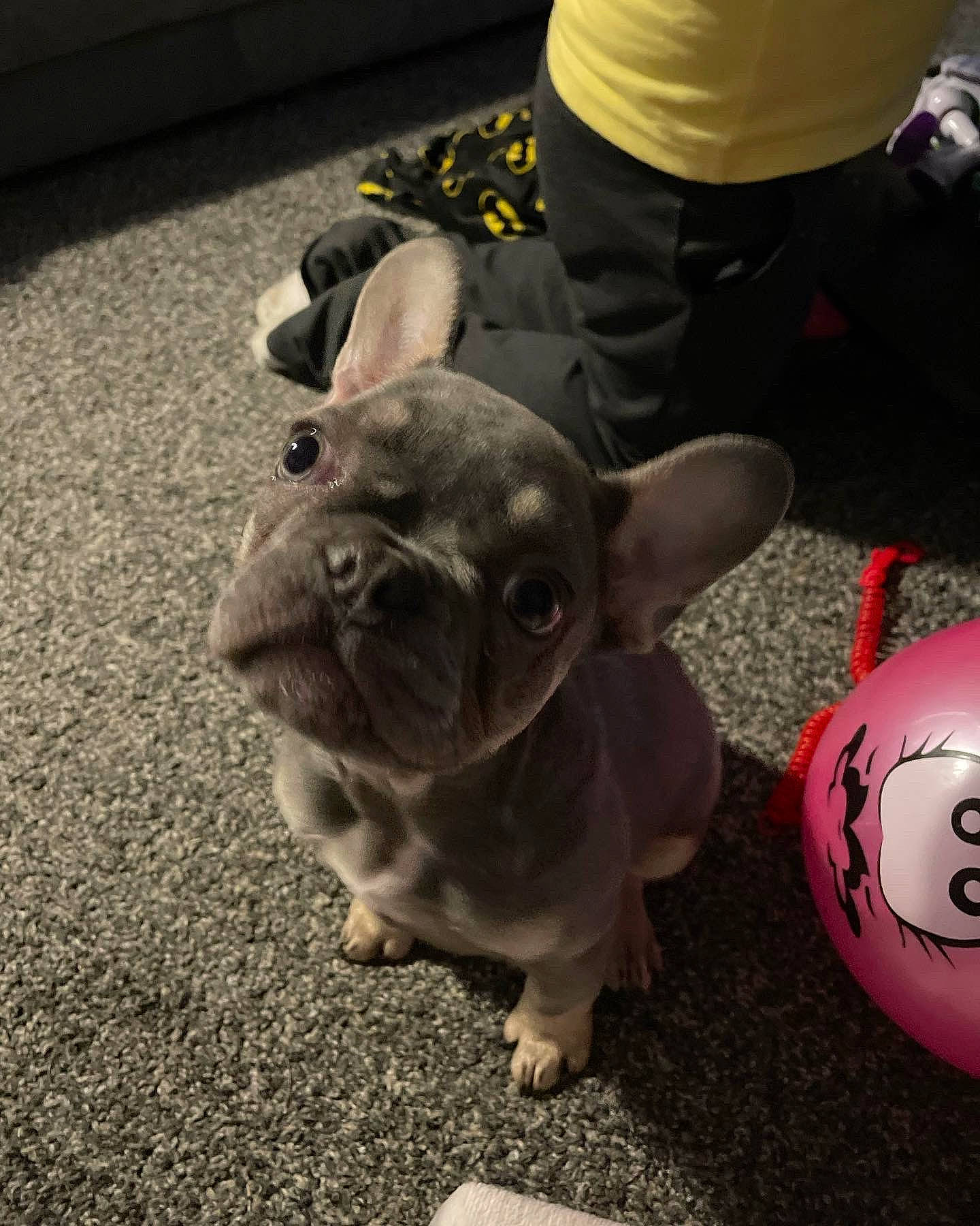 Kali is registered to the contest to win money with this photo: ball, bulldog, canidae, carnivore, companion_dog, dog, dog_breed, fawn, flooring, foot, grass, human_leg, snout, sporting_group, sunglasses, toy_dog, whiskers, white, working_animal, wrinkle