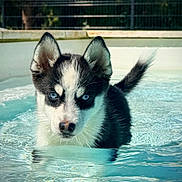 Miss participe au concours pour gagner de l'argent avec cette photo : puppy, dog, water, pool, black_and_white, blue_eyes, outdoor, pet, animal, canine, fur, ears, tail, swimming, summer, nature, young, cute, playful, portrait
