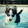 puppy, dog, water, pool, black_and_white, blue_eyes, outdoor, pet, animal, canine, fur, ears, tail, swimming, summer, nature, young, cute, playful, portrait
