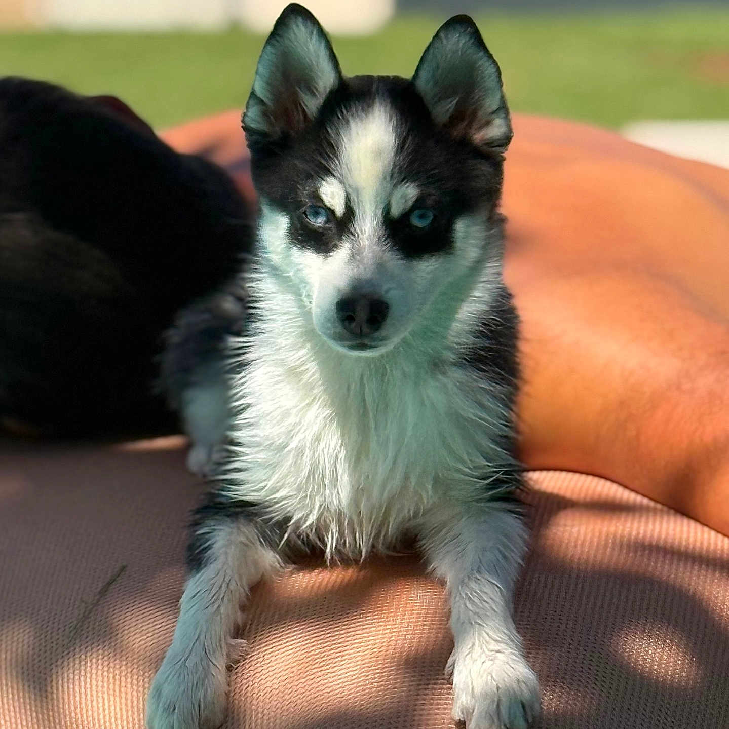 Miss participe au concours pour gagner de l'argent avec cette photo : dog, puppy, blue_eyes, black_and_white, fur, animal, pet, outdoor, sunlight, cushion, relaxing, lying_down, close_up, portrait, nature, grass, daylight, ears_up, alert, canine
