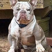 Tank is registered to the contest to win money with this photo: bulldog, dog, pet, outdoor, dirt, leash, wood, deck, sitting, wrinkled_face, muscular, animal, canine, ears, paws, collar, tongue_out, expression, background, nature
