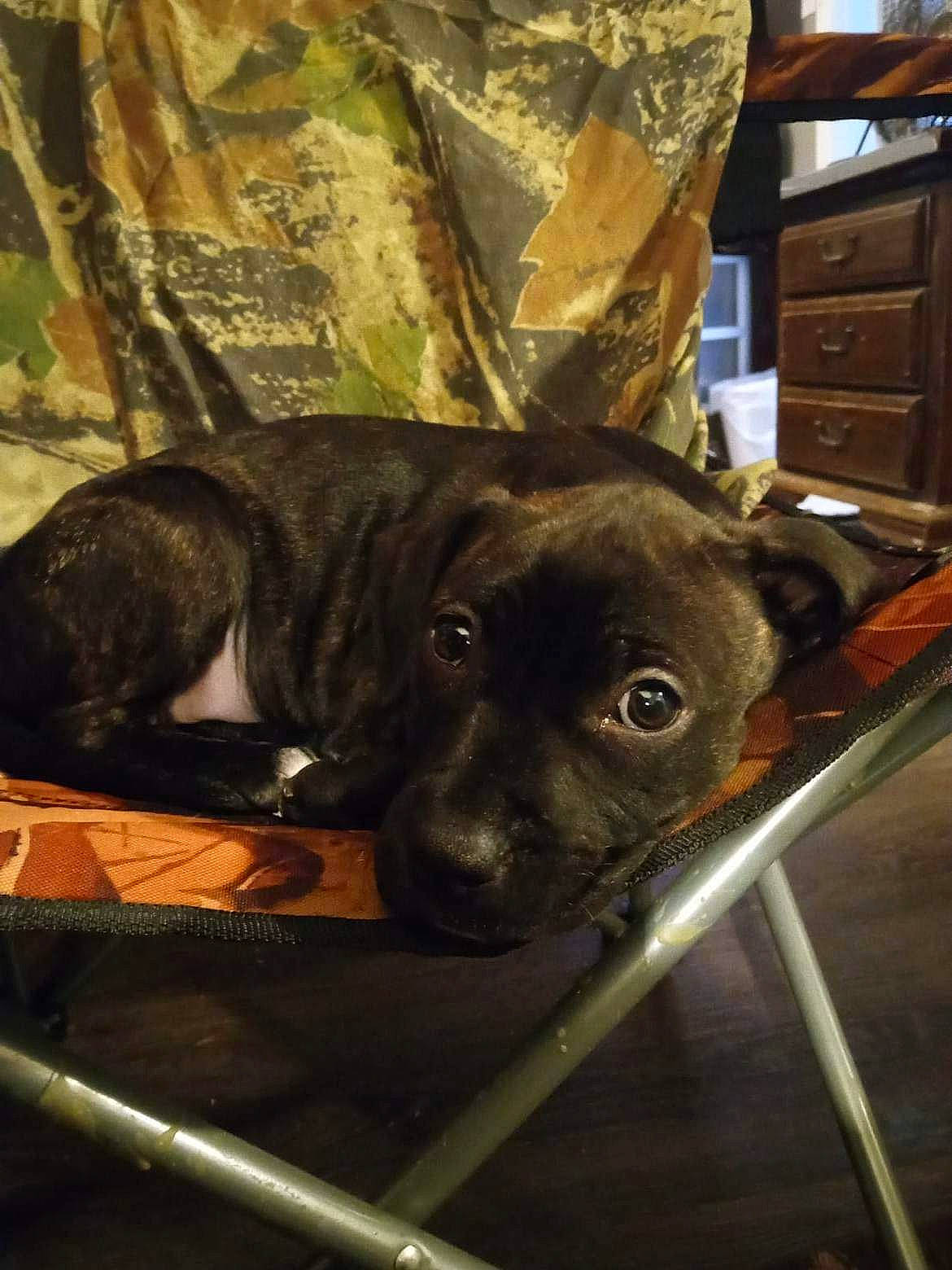 Jaclin is registered to the contest to win money with this photo: cabinetry, canidae, carnivore, collar, companion_dog, dog, dog_breed, dog_collar, drawer, eye, fawn, fur, guard_dog, liver, metal, pet_supply, sporting_group, whiskers, wood, working_animal