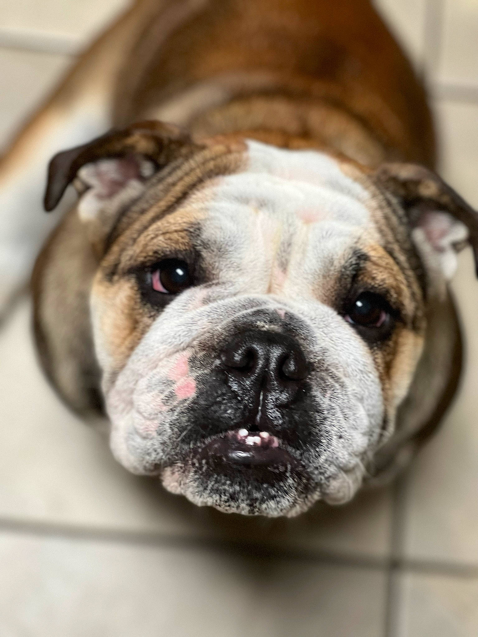 Fern joined the competition — help win amazing prizes! bulldog, canidae, carnivore, close_up, collar, companion_dog, dog, dog_breed, dog_collar, fawn, fur, non_sporting_group, old_english_bulldog, snout, sporting_group, terrestrial_animal, whiskers, working_animal, working_dog, wrinkle