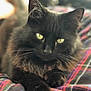 cat, black_cat, animal, pet, feline, fur, whiskers, yellow_eyes, close_up, portrait, indoor, plaid_blanket, resting, cozy, cute, soft, domestic_animal, relaxed, looking, laying_down