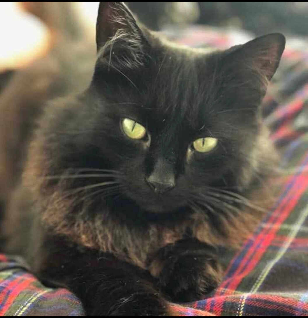 Mojo