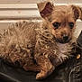 puppy, dog, small_dog, curly_fur, brown_fur, black_jacket, indoor, pet, cute, young_animal, fur, ears, resting, alert, close_up, animal, domestic_animal, floor, leather, wall
