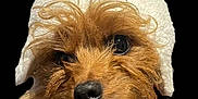 Tucker is registered to the contest to win money with this photo: dog, hat, pom_pom, ear_flaps, fur, brown_fur, cute, pet, animal, portrait, winter, warm, cozy, close_up, headwear, eyes, nose, fluffy, adorable, costume