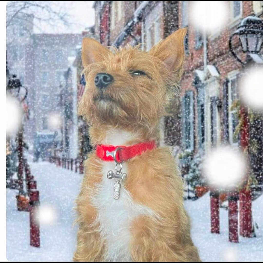 Tucker is registered to the contest to win money with this photo: dog, snow, winter, street, collar, red_collar, snowfall, outdoor, animal, pet, fur, brown_dog, white_chest, urban, lamp_post, building, sidewalk, winter_climate, cute, portrait