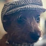 Tucker joined the competition — help win amazing prizes! dog, hat, close_up, pet, animal, portrait, face, furry, mammal, domestic_animal, canine, headwear, fashion, cute, cozy, indoor, blurry_background, soft_light, brown, texture