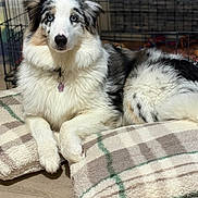 Aïka a rejoint le concours — aidez-le/la à gagner de superbes lots ! animal, australian_shepherd, blue_eyes, canine, collar, cozy, crate, cushion, dog, domestic, floor, fluffy, fur, furniture, indoor, laying, pet, plaid, relaxed, resting
